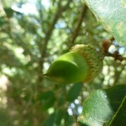 Quercus X Kewensis -Future Forests Quercus x kewensis 02