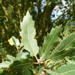 Quercus X Kewensis -Future Forests Quercus x kewensis 03