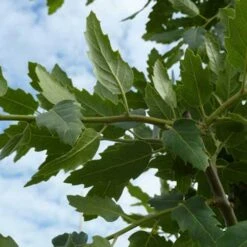 Quercus X Kewensis -Future Forests Quercus x kewensis 04