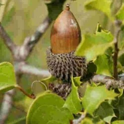 Quercus Coccifera -Future Forests Quercus coccifera 06