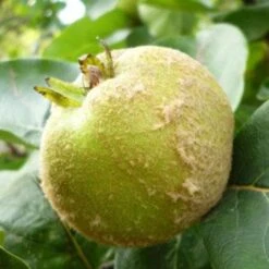 Quince Serbian Gold -Future Forests Quince Serbian Gold 02