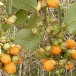 Raspberry All Gold (Fall Gold) - Autumn Fruiting -Future Forests Raspberry All Gold 2