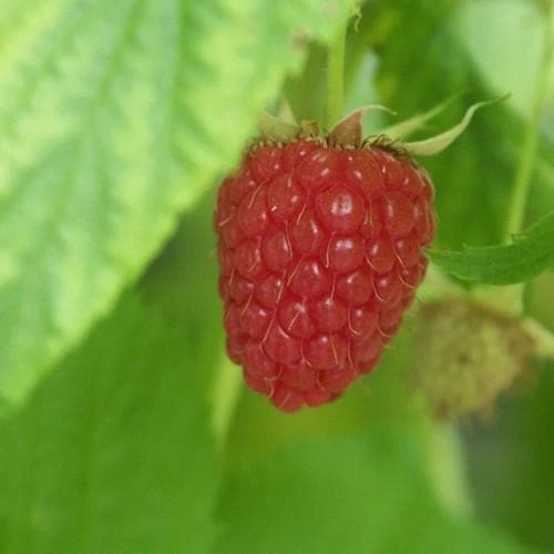 Raspberry Autumn Bliss - Autumn Fruiting 2 Raspberry Autumn Bliss - Autumn Fruiting - Image 2