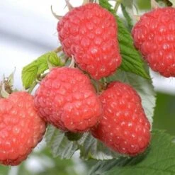 Raspberry Glen Ample - Summer Fruiting