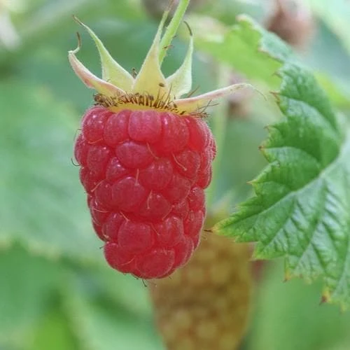 Raspberry Malling Leo - Summer Fruiting 1 Raspberry Malling Leo - Summer Fruiting