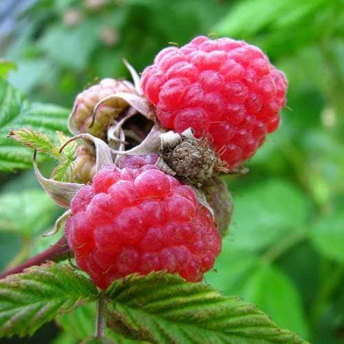 Raspberry Malling Leo - Summer Fruiting 2 Raspberry Malling Leo - Summer Fruiting - Image 2