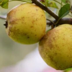 Apple Rawley's Seedling