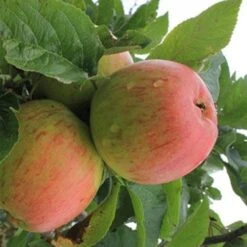 Apple Reid’s Seedling