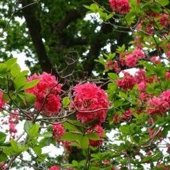Azalea Mollis Homebush -Future Forests Rhododendron Homebush 03