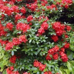 Azalea Mollis Satan -Future Forests Rhododendron Satan 01