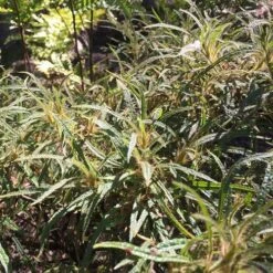 Rhododendron Stenopetalum Linearifolium -Future Forests Rhododendron stenopetalum Linearifolium 01