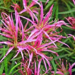 Rhododendron Stenopetalum Linearifolium -Future Forests Rhododendron stenopetalum Linearifolium 06
