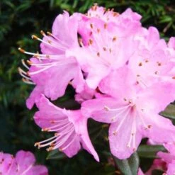Rhododendron Pintail 6 Rhododendron Pintail -Future Forests Rhododendron Pintail02