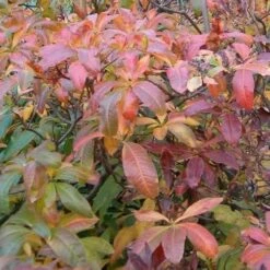 Azalea (Rhododendron) Luteum -Future Forests Rhododendron luteum 02
