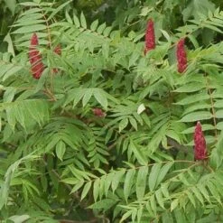 Rhus Glabra Laciniata 11 Rhus Glabra Laciniata -Future Forests Rhus glabra Laciniata 03