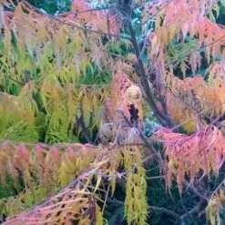 Rhus Glabra Laciniata 13 Rhus Glabra Laciniata -Future Forests Rhus glabra Laciniata 05