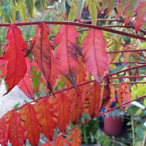 Rhus Typhina 1 Rhus Typhina