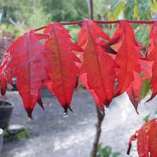 Rhus Typhina 3 Rhus Typhina - Image 3