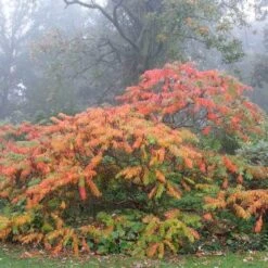Rhus Typhina Dissecta (Laciniata) 10 Rhus Typhina Dissecta (Laciniata) -Future Forests Rhus typhina Dissecta01