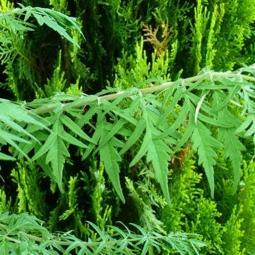 Rhus Typhina Dissecta (Laciniata) 5 Rhus Typhina Dissecta (Laciniata) - Image 5