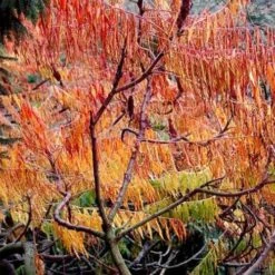 Rhus Typhina Dissecta (Laciniata) 13 Rhus Typhina Dissecta (Laciniata) -Future Forests Rhus typhina Dissecta04