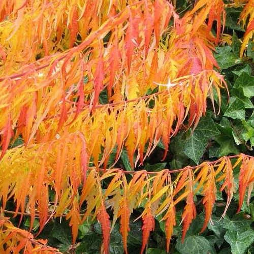 Rhus Typhina Dissecta (Laciniata) 8 Rhus Typhina Dissecta (Laciniata) - Image 8