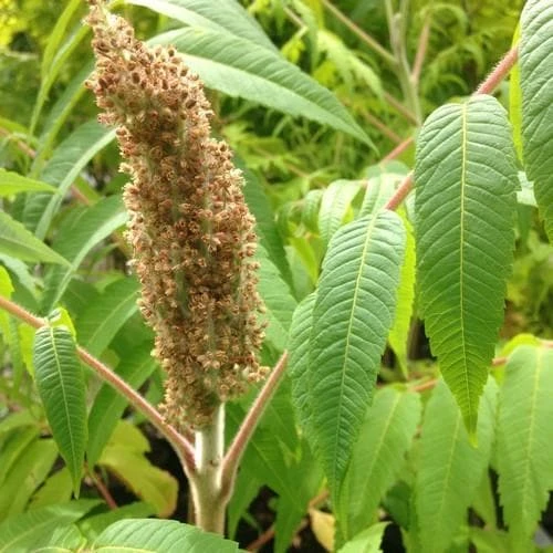 Rhus Typhina 2 Rhus Typhina - Image 2