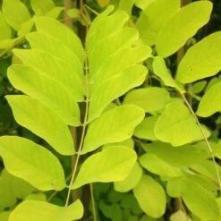 Robinia Pseudoacacia Frisia - Golden Robinia -Future Forests Robinia pseudoacacia Frisia db783d65 65a8 40f8 9785 c699a8e84b3d