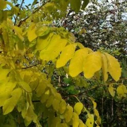 Robinia Pseudoacacia Frisia - Golden Robinia -Future Forests Robinia pseuoaccaia frisia