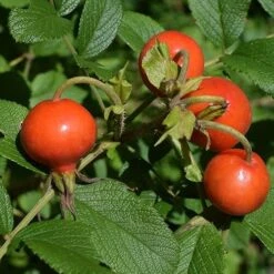 Seaside Hedge Mix -Future Forests Rosa rugosa 03