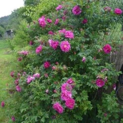 Rosa Exception (Rotes Meer) - Rugosa Rose -Future Forests RosaRugosaException1