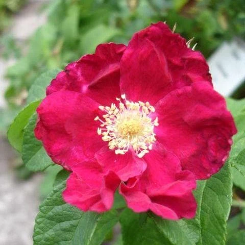 Rosa Carmen - Rugosa Rose 2 Rosa Carmen - Rugosa Rose - Image 2