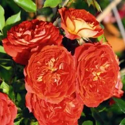 Rosa Carmen - Rugosa Rose 5 Rosa Carmen - Rugosa Rose -Future Forests Rosa Carmen 3