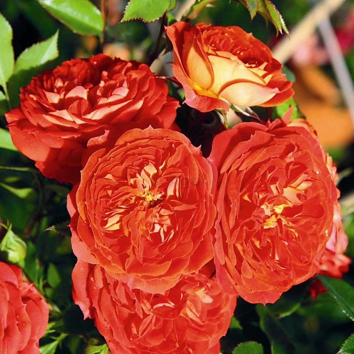 Rosa Carmen - Rugosa Rose 3 Rosa Carmen - Rugosa Rose - Image 3