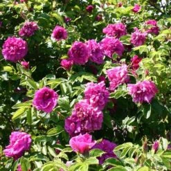 Rosa Hansa - Rugosa Rose 12 Rosa Hansa - Rugosa Rose -Future Forests Rosa Hansa 5