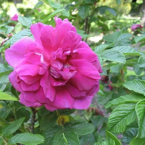 Rosa Hansa - Rugosa Rose 1 Rosa Hansa - Rugosa Rose