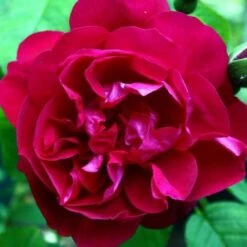 Rosa Mrs Anthony Waterer - Rugosa Rose