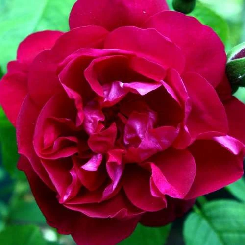 Rosa Mrs Anthony Waterer - Rugosa Rose 1 Rosa Mrs Anthony Waterer - Rugosa Rose