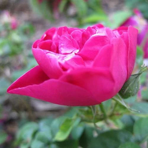 Rosa Mrs Anthony Waterer - Rugosa Rose 3 Rosa Mrs Anthony Waterer - Rugosa Rose - Image 3