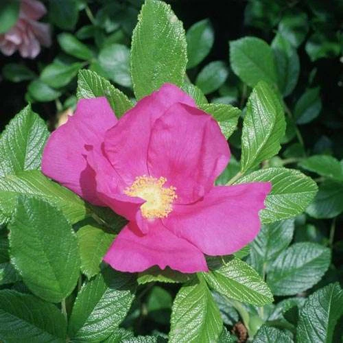 Rosa Rugosa Scabrosa 2 Rosa Rugosa Scabrosa - Image 2