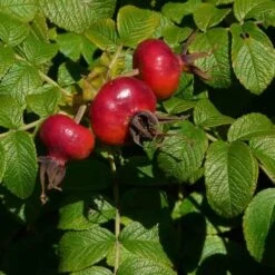 Rosa Rugosa Scabrosa 8 Rosa Rugosa Scabrosa -Future Forests Rosa Scabrosa 3