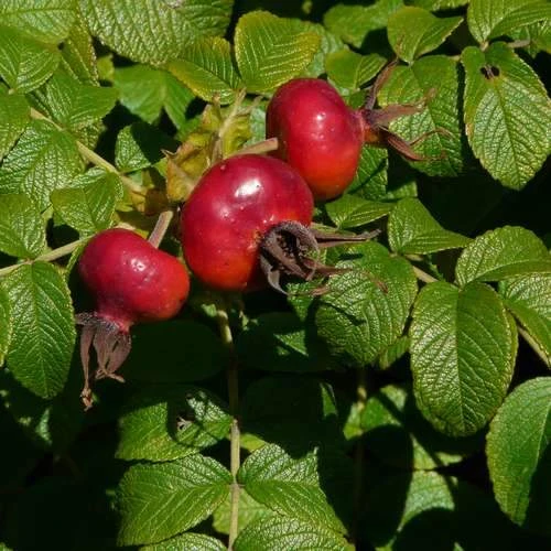 Rosa Rugosa Scabrosa 4 Rosa Rugosa Scabrosa - Image 4