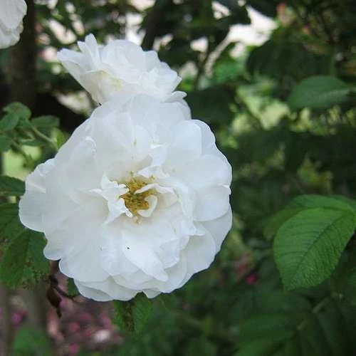 Rosa Schneezwerg - Rugosa Rose 2 Rosa Schneezwerg - Rugosa Rose - Image 2