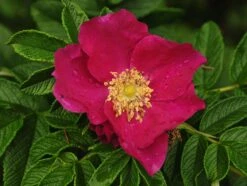 Rosa Rugosa Typica