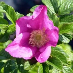 Rosa Rugosa Scabrosa 9 Rosa Rugosa Scabrosa -Future Forests Rosa scabrosa 4