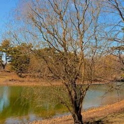 Salix X Sepulcralis Dart's Snake -Future Forests Salix alba Dart s Snake 03
