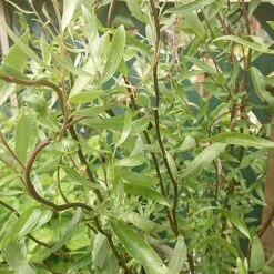 Salix X Sepulcralis Dart's Snake -Future Forests Salix alba Dart s Snake 05