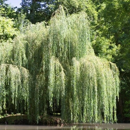 Salix Babylonica Pendula - Weeping Willow 2 Salix Babylonica Pendula - Weeping Willow - Image 2
