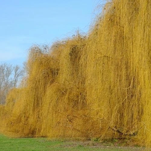 Salix Babylonica Pendula - Weeping Willow 5 Salix Babylonica Pendula - Weeping Willow - Image 5