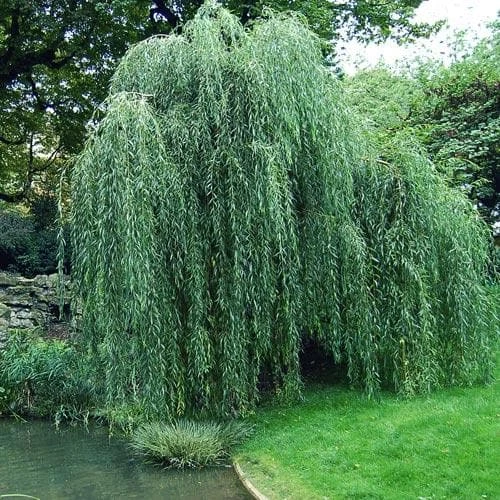 Salix Babylonica Pendula - Weeping Willow 3 Salix Babylonica Pendula - Weeping Willow - Image 3